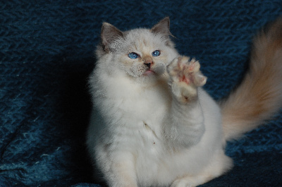 des bellovaques - Chaton disponible  - Ragdoll