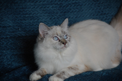 des bellovaques - Chaton disponible  - Ragdoll