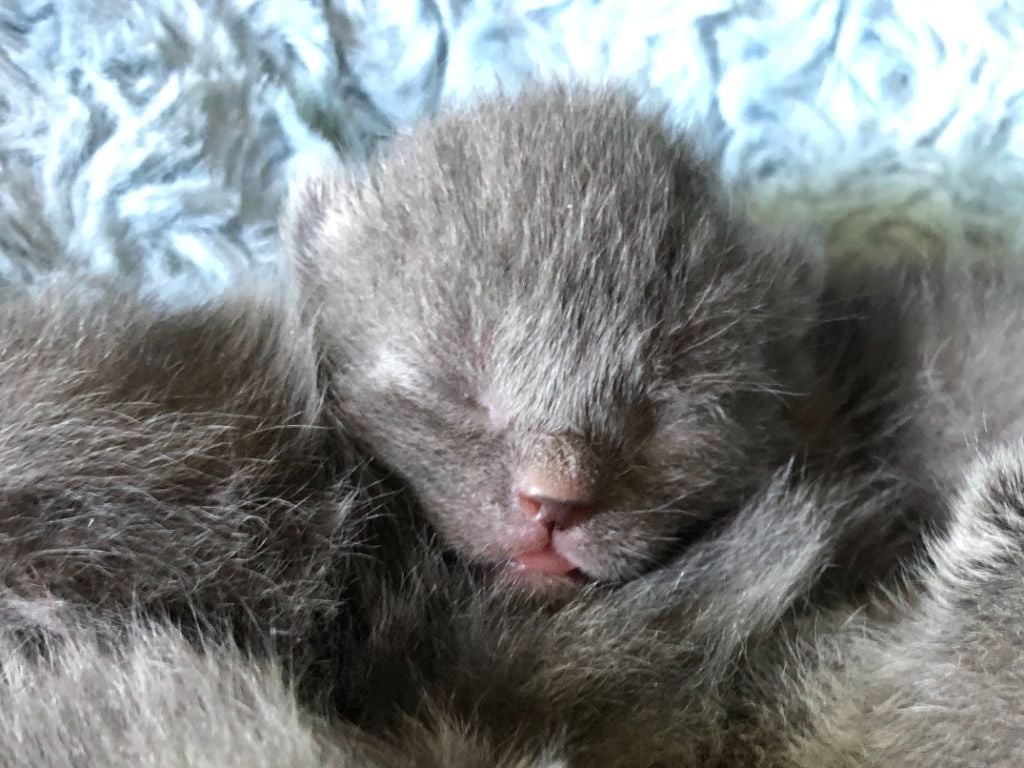 Des Bleus D'yttrium - Naissance de 6 magnifiques chatons ce 1er mai 2024