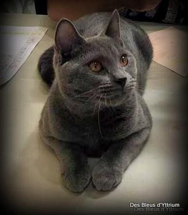 Elevage Des Bleus D Yttrium Eleveur De Chats Chartreux