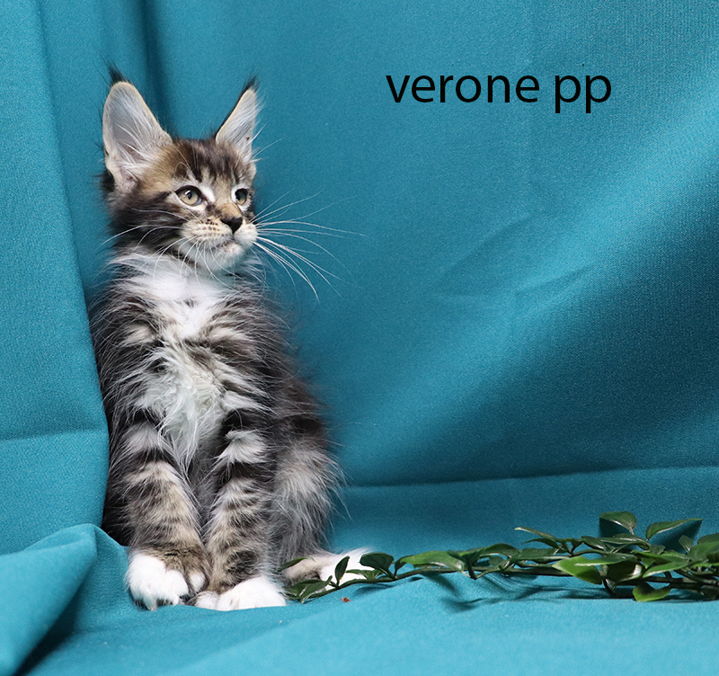 veronne pp femelle brown et blanche polydactyle