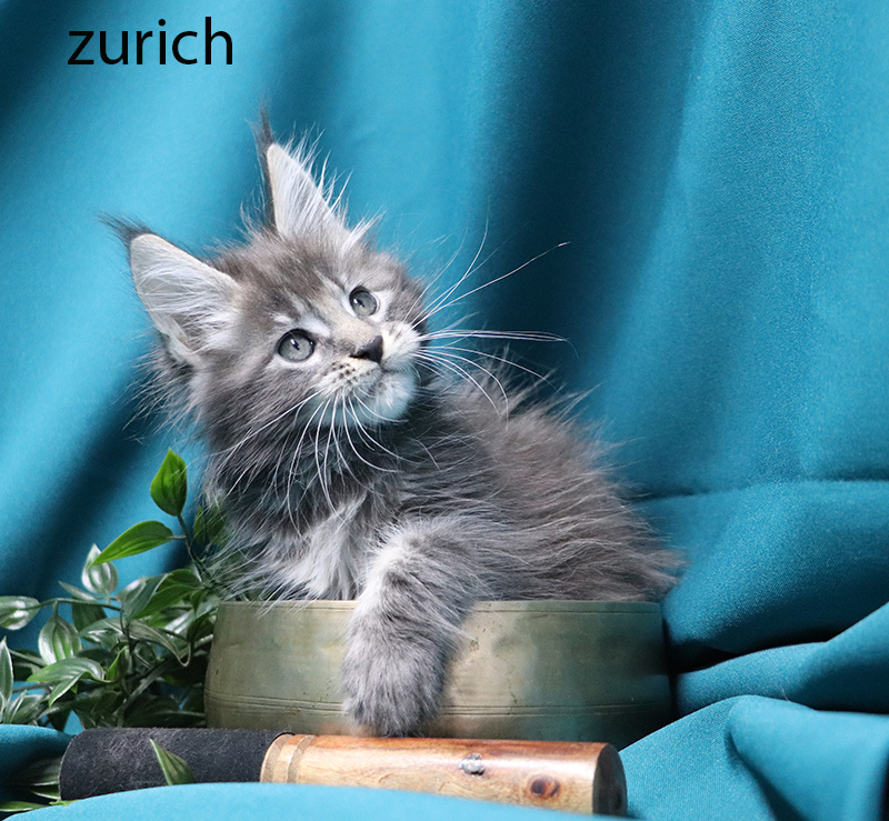 zurich femelle bleue silver 