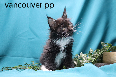 vancouvert pp femelle noire et blanche polydactyle - Maine Coon