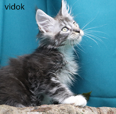 Vidok - Maine Coon