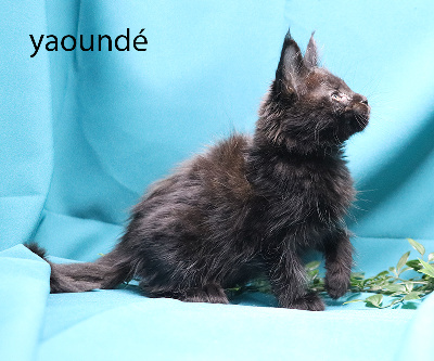 yaoundé femelle noire - Maine Coon