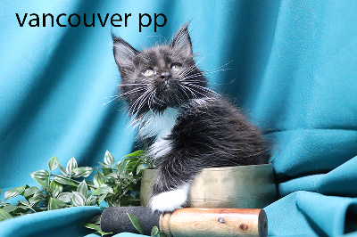 vancouvert pp femelle noire et blanche polydactyle - Maine Coon