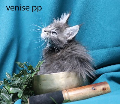 venise pp femelle bleue silver polydactyle - Maine Coon