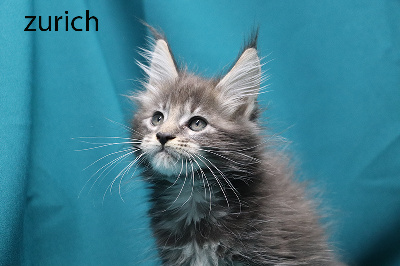 zurich femelle bleue silver  - Maine Coon