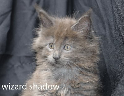 wizard shadow - Maine Coon