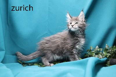 zurich femelle bleue silver  - Maine Coon