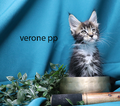 veronne pp femelle brown et blanche polydactyle - Maine Coon