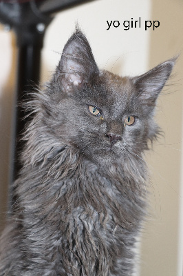 Black Draco's - Chaton disponible  - Maine Coon