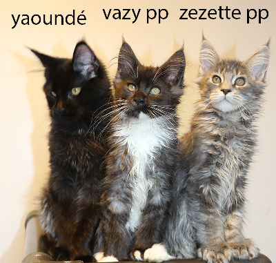 Black Draco's - Chaton disponible  - Maine Coon