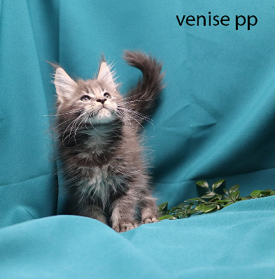 venise pp femelle bleue silver polydactyle - Maine Coon