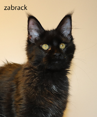 Black Draco's - Chaton disponible  - Maine Coon