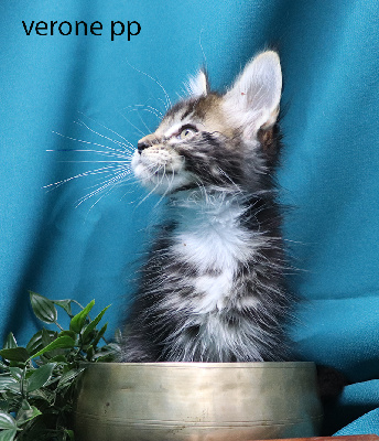 veronne pp femelle brown et blanche polydactyle - Maine Coon