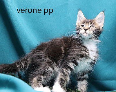 veronne pp femelle brown et blanche polydactyle - Maine Coon