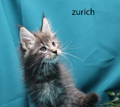 zurich femelle bleue silver  - Maine Coon