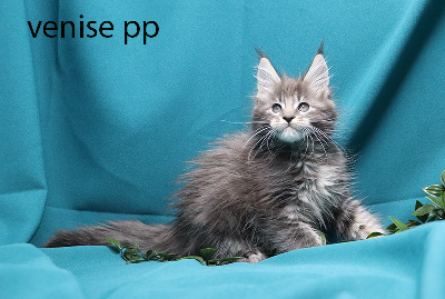 venise pp femelle bleue silver polydactyle - Maine Coon