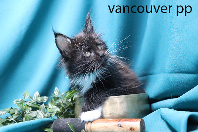 vancouvert pp femelle noire et blanche polydactyle - Maine Coon