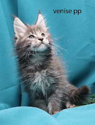 venise pp femelle bleue silver polydactyle - Maine Coon