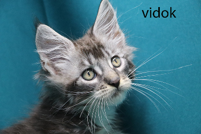 Vidok - Maine Coon