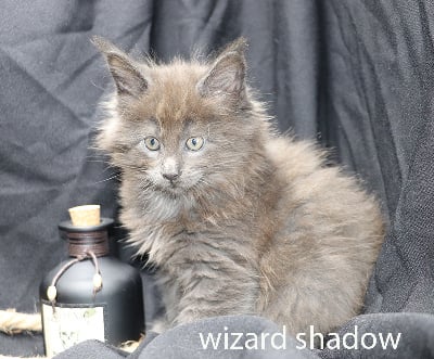 wizard shadow - Maine Coon