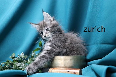 zurich femelle bleue silver  - Maine Coon