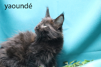 yaoundé femelle noire - Maine Coon