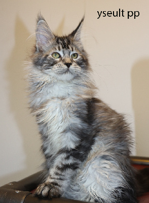 Black Draco's - Chaton disponible  - Maine Coon