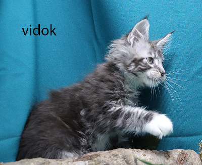 Vidok - Maine Coon