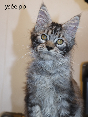 Black Draco's - Chaton disponible  - Maine Coon