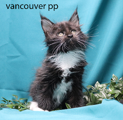 vancouvert pp femelle noire et blanche polydactyle - Maine Coon