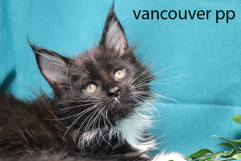 vancouvert pp femelle noire et blanche polydactyle