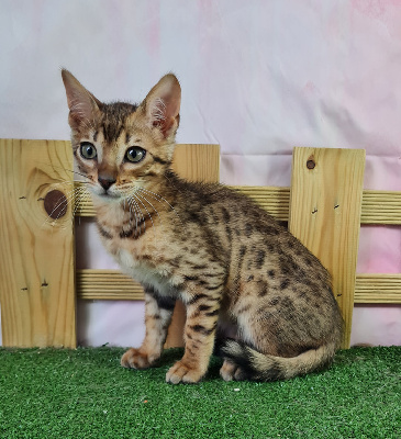 Du Fond De La Chênaie - Chaton disponible  - Bengal