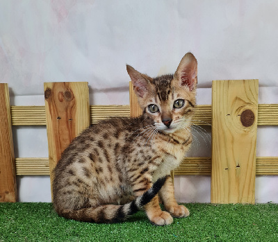 Du Fond De La Chênaie - Chaton disponible  - Bengal