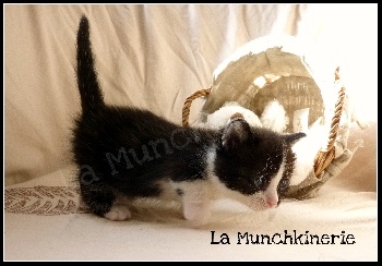 Elevage De La Munchkinerie Eleveur De Chats Munchkin Poil Court Et Poil Long