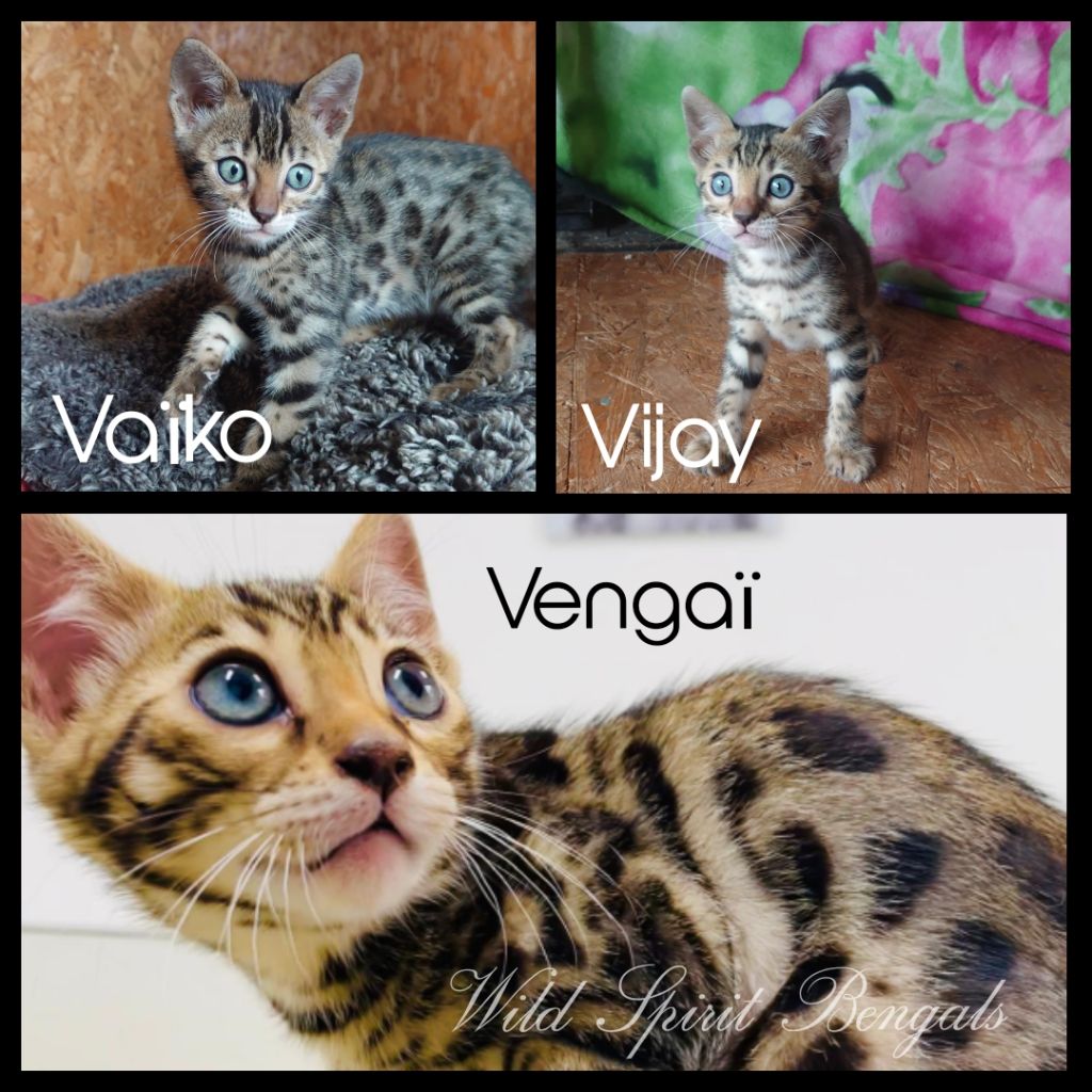 Wild Spirit - Chatons Bengals disponibles !!!