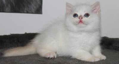 des landes de kerivo - Chaton disponible  - British Shorthair et Longhair