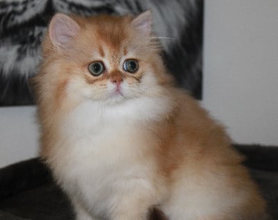 des landes de kerivo - Chaton disponible  - British Shorthair et Longhair