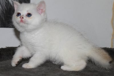 des landes de kerivo - Chaton disponible  - British Shorthair et Longhair