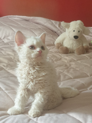 des Furoles d'Ajol - Chaton disponible  - Selkirk Rex poil court et poil long