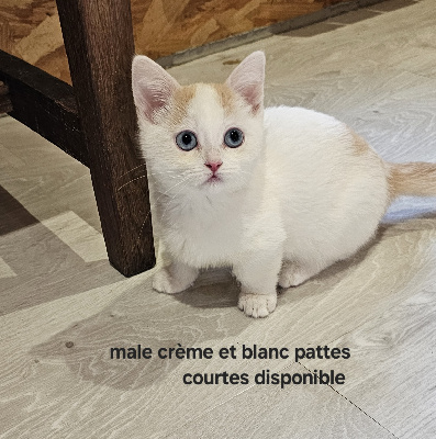 CHATON - Munchkin poil court et poil long