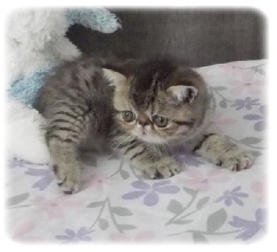 CHATON - Exotic Shorthair