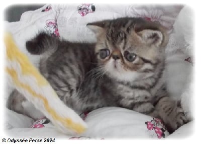 CHATON - Exotic Shorthair