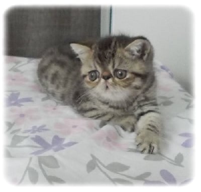 CHATON - Exotic Shorthair