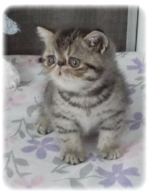 CHATON - Exotic Shorthair