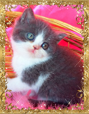 the regency - Chaton disponible  - British Shorthair et Longhair