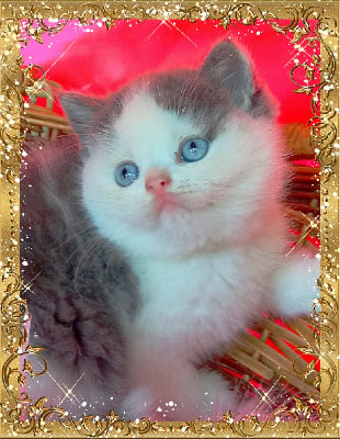 the regency - Chaton disponible  - British Shorthair et Longhair