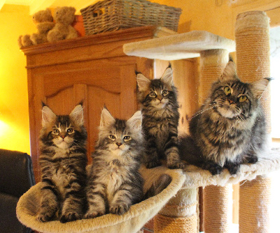 CHATON - Maine Coon